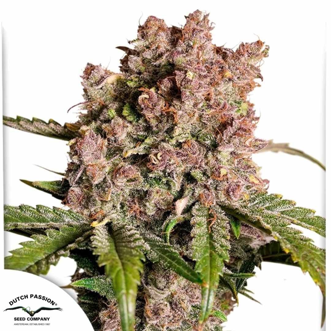 Auto Strawberry Soda - Dutch Passion Cannabis Samen kaufen
