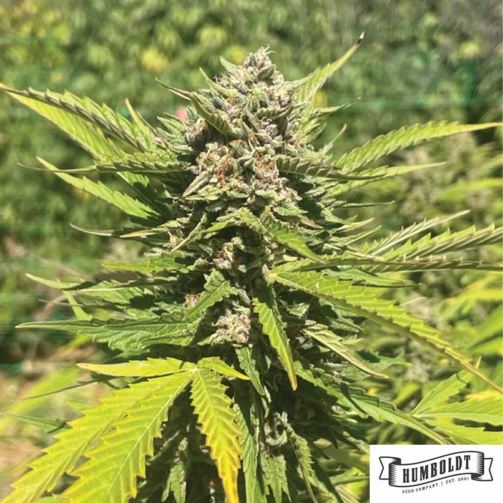 Banana Melt von Humboldt Seed Company - Cannabis Samen kaufen im Online Shop