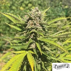 Banana Melt von Humboldt Seed Company - Cannabis Samen kaufen im Online Shop
