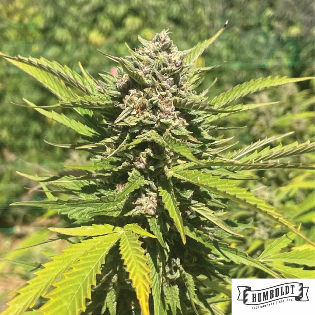 Banana Melt von Humboldt Seed Company - Cannabis Samen kaufen im Online Shop