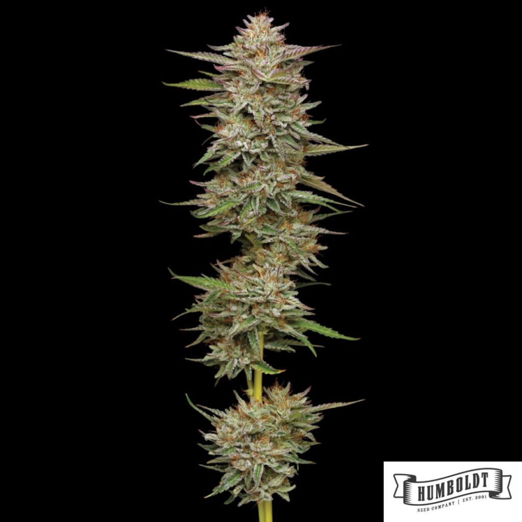 Banana OG von Humboldt Seed Company - Cannabis Samen kaufen im Online Shop