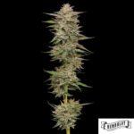 Banana OG von Humboldt Seed Company - Cannabis Samen kaufen im Online Shop