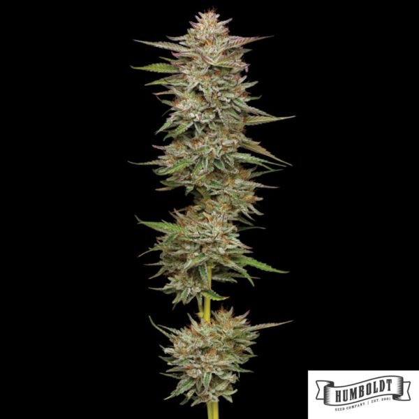 Banana OG von Humboldt Seed Company - Cannabis Samen kaufen im Online Shop