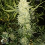 Bananacane - In House Genetics Cannabis Samen kaufen