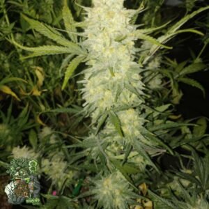 Bananacane - In House Genetics Cannabis Samen kaufen