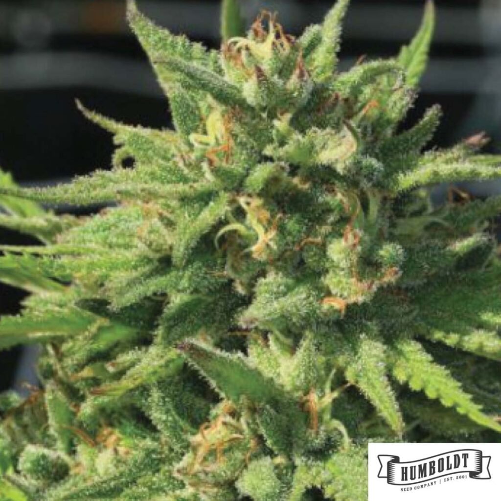 Bigfoot Glue von Humboldt Seed Company - Cannabis Samen kaufen im Online Shop