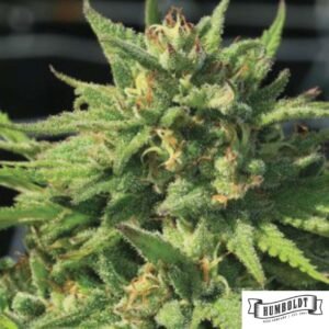 Bigfoot Glue von Humboldt Seed Company - Cannabis Samen kaufen im Online Shop