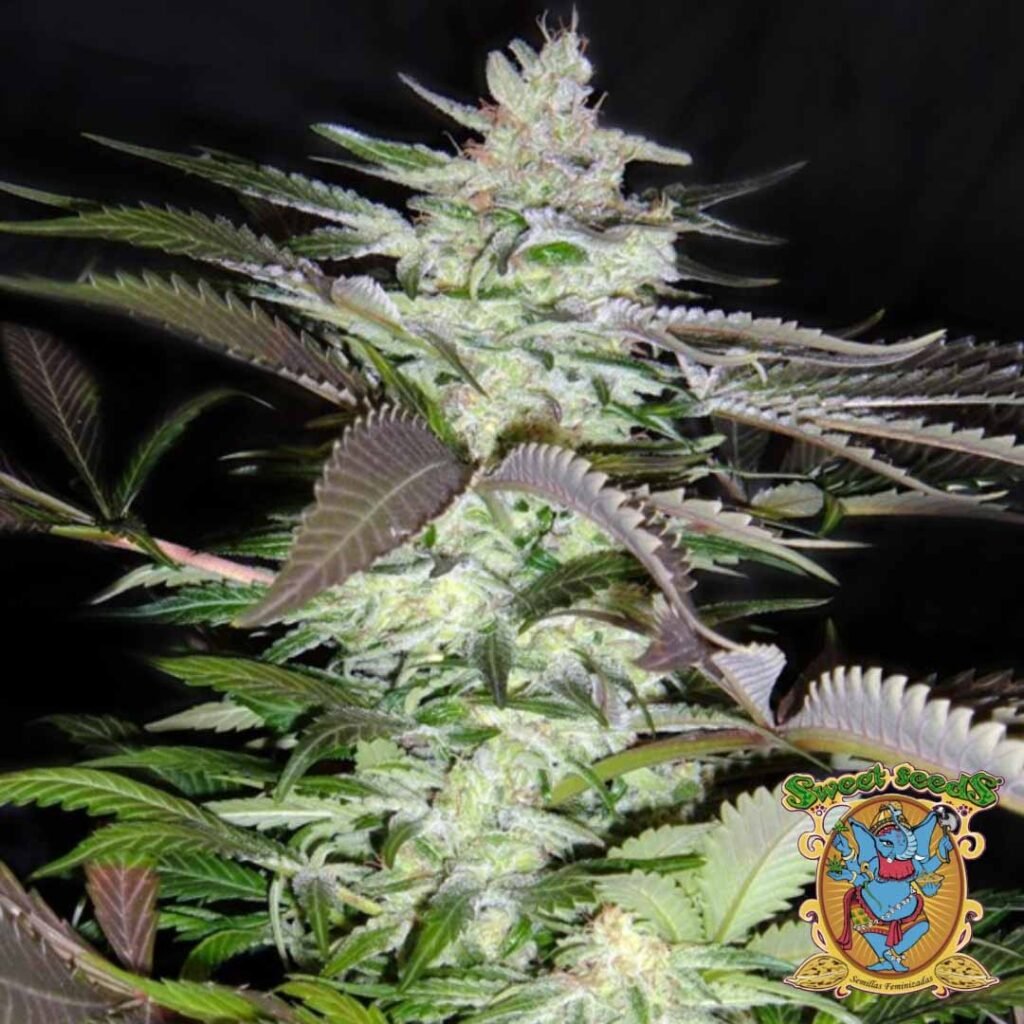 Black Jack - Sweet Seeds Cannabis Samen kaufen im Online Shop
