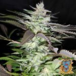 Black Jack - Sweet Seeds Cannabis Samen kaufen im Online Shop
