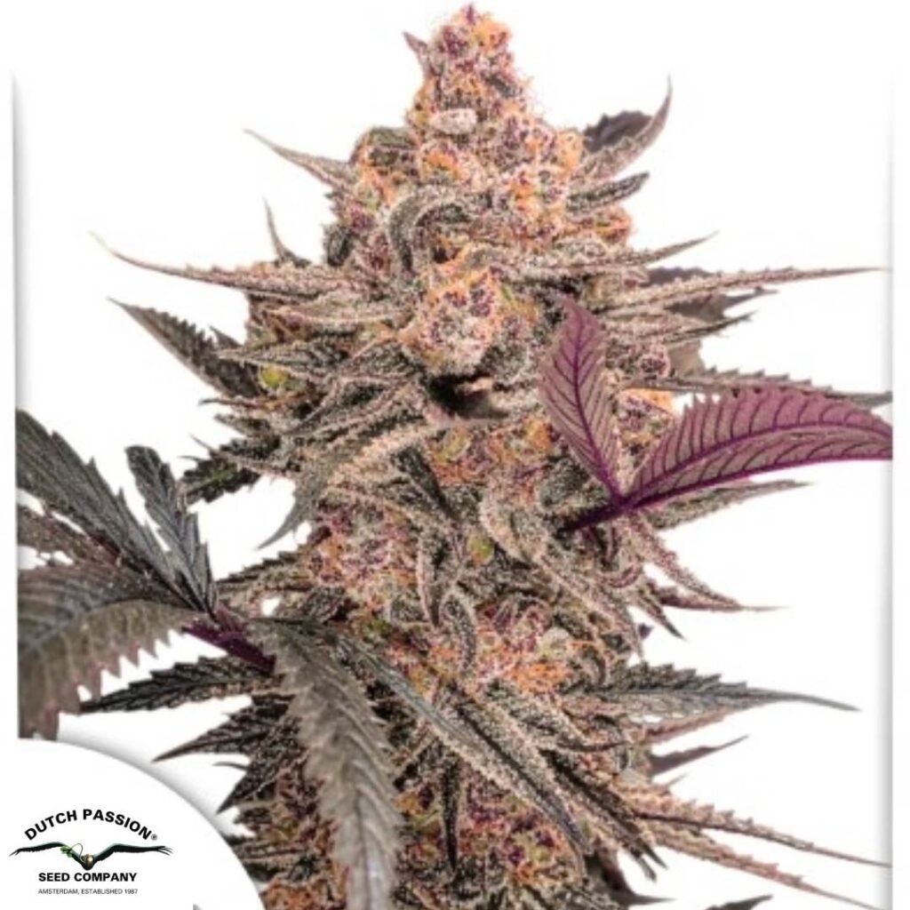 Blue Applez - Dutch Passion Cannabis Samen kaufen