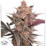 Blue Applez - Dutch Passion Cannabis Samen kaufen