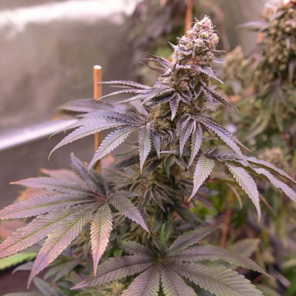 Blue Applez - Dutch Passion Cannabis Samen kaufen - Produktbild 2
