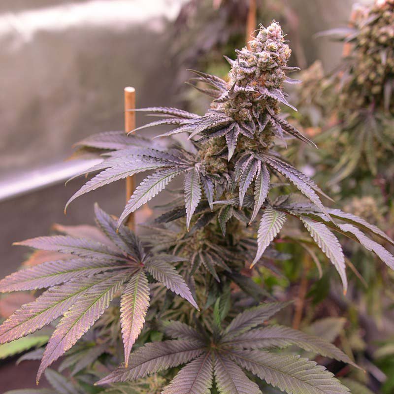 Blue Applez - Dutch Passion Cannabis Samen kaufen - Produktbild 2