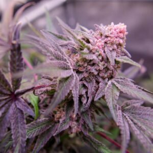 Blue Applez - Dutch Passion Cannabis Samen kaufen - Produktbild 3