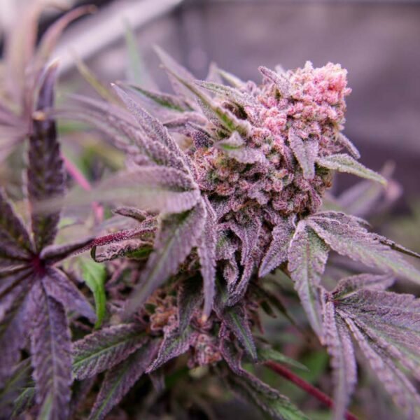 Blue Applez - Dutch Passion Cannabis Samen kaufen - Produktbild 3