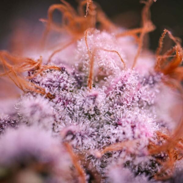 Blue Applez - Dutch Passion Cannabis Samen kaufen - Produktbild 4