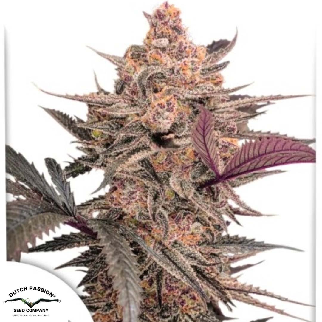 Blue Applez - Dutch Passion Cannabis Samen kaufen