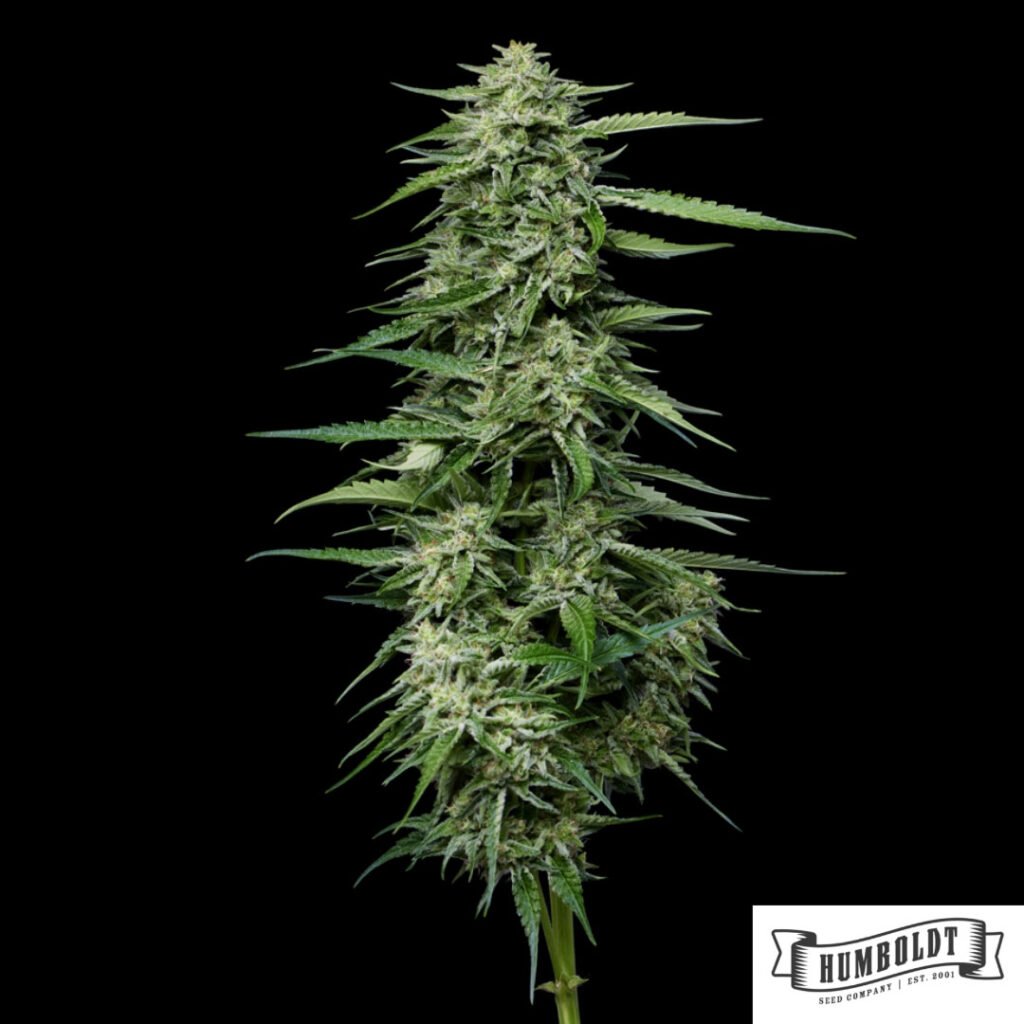 Blueberry Honey von Humboldt Seed Company - Cannabis Samen kaufen im Online Shop