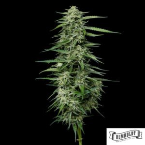 Blueberry Honey von Humboldt Seed Company - Cannabis Samen kaufen im Online Shop