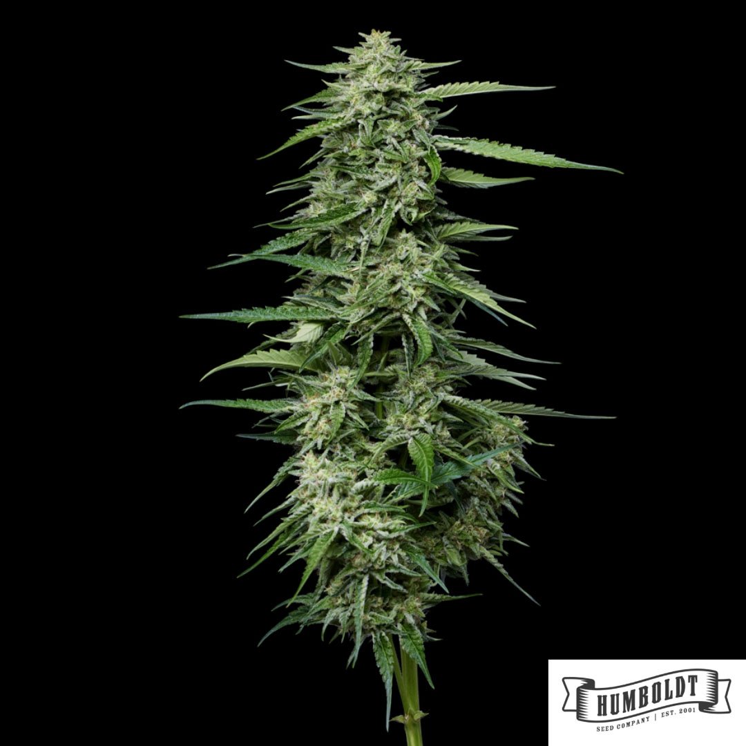 Blueberry Honey von Humboldt Seed Company - Cannabis Samen kaufen im Online Shop