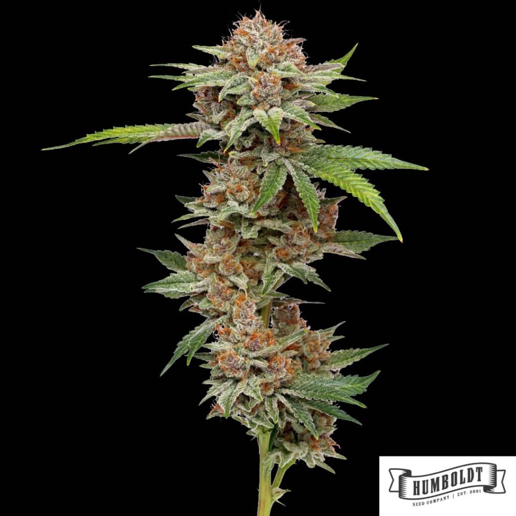 Blueberry Muffin von Humboldt Seed Company - Cannabis Samen kaufen im Online Shop