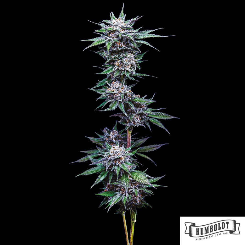 Blueberry Pancakes von Humboldt Seed Company - Cannabis Samen kaufen im Online Shop