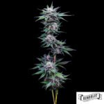 Blueberry Pancakes von Humboldt Seed Company - Cannabis Samen kaufen im Online Shop