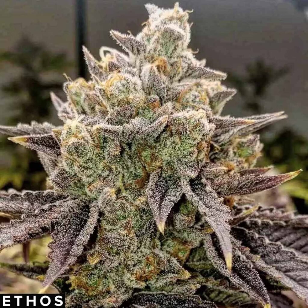 Bubble Gummy Auto - Ethos Genetics Autoflower Cannabis Samen kaufen