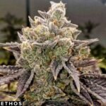 Bubble Gummy Auto - Ethos Genetics Autoflower Cannabis Samen kaufen