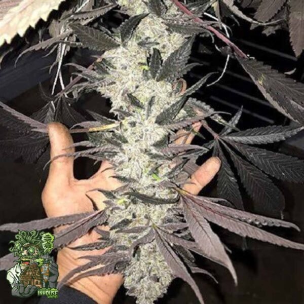 Cakes N Cream - In House Genetics Cannabis Samen kaufen Cakes N Cream - In House Genetics Cannabis Samen kaufen