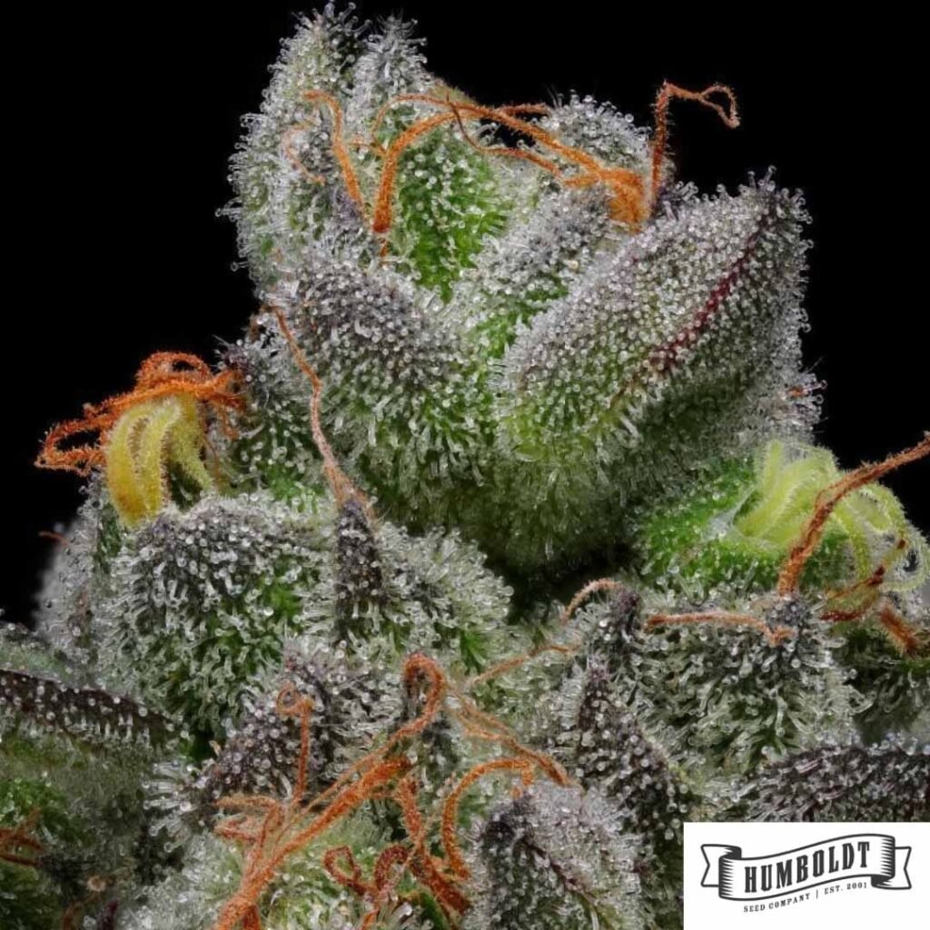 California Cream von Humboldt Seed Company - Cannabis Samen kaufen im Online Shop