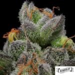 California Cream von Humboldt Seed Company - Cannabis Samen kaufen im Online Shop