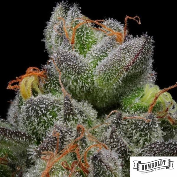 California Cream von Humboldt Seed Company - Cannabis Samen kaufen im Online Shop