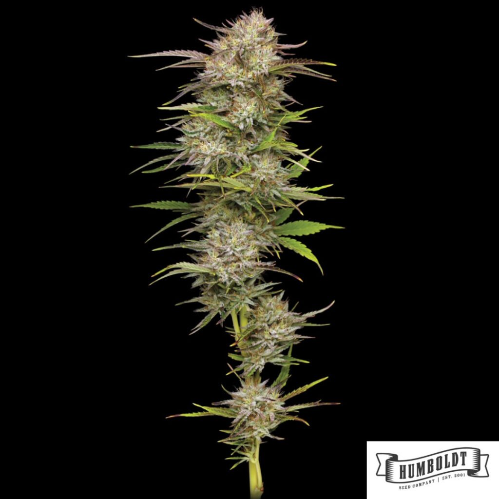 California Haze von Humboldt Seed Company - Cannabis Samen kaufen im Online Shop