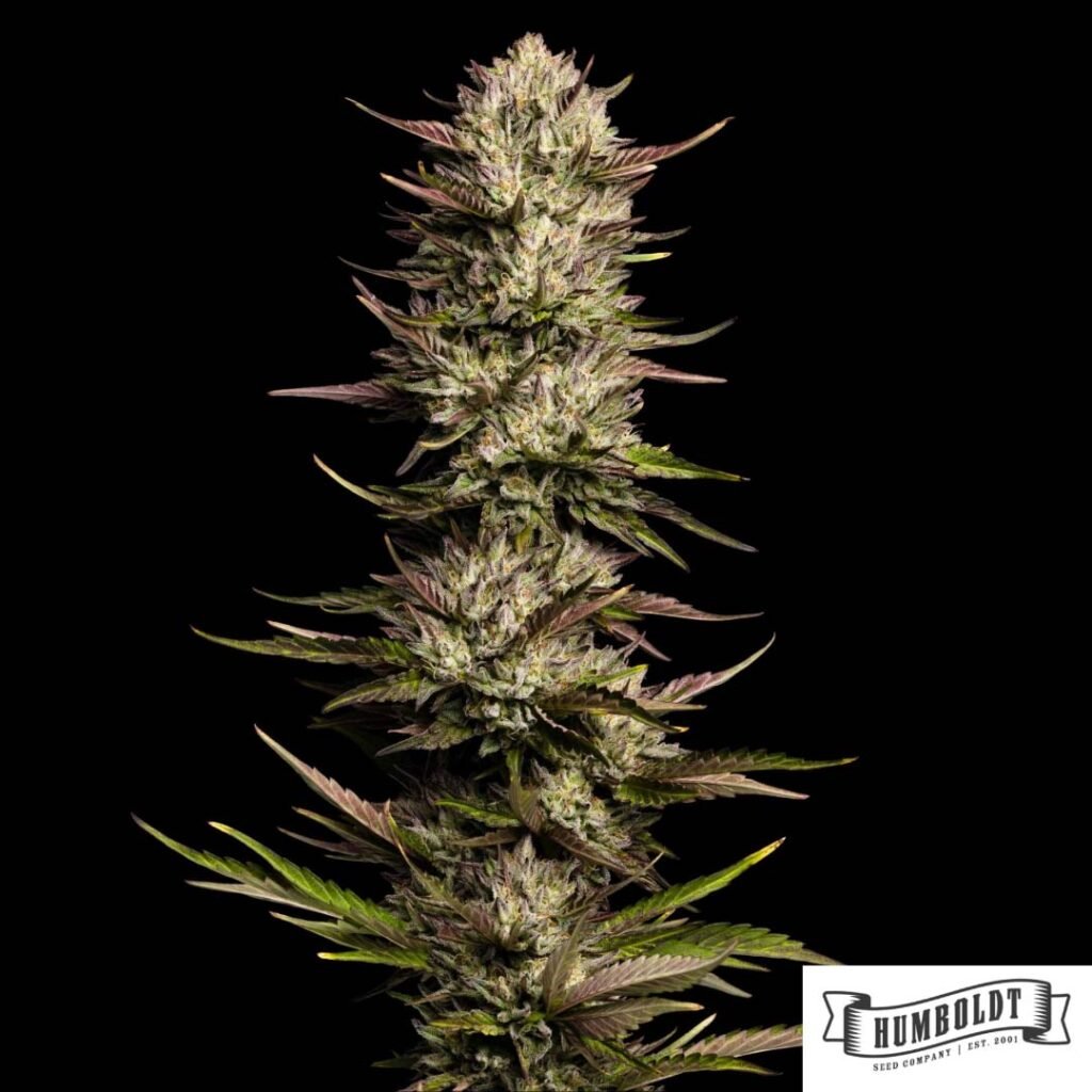 California Octane von Humboldt Seed Company - Cannabis Samen kaufen im Online Shop