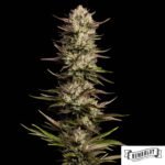California Octane von Humboldt Seed Company - Cannabis Samen kaufen im Online Shop