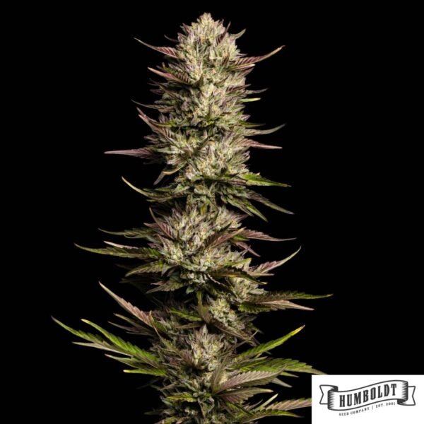 California Octane von Humboldt Seed Company - Cannabis Samen kaufen im Online Shop
