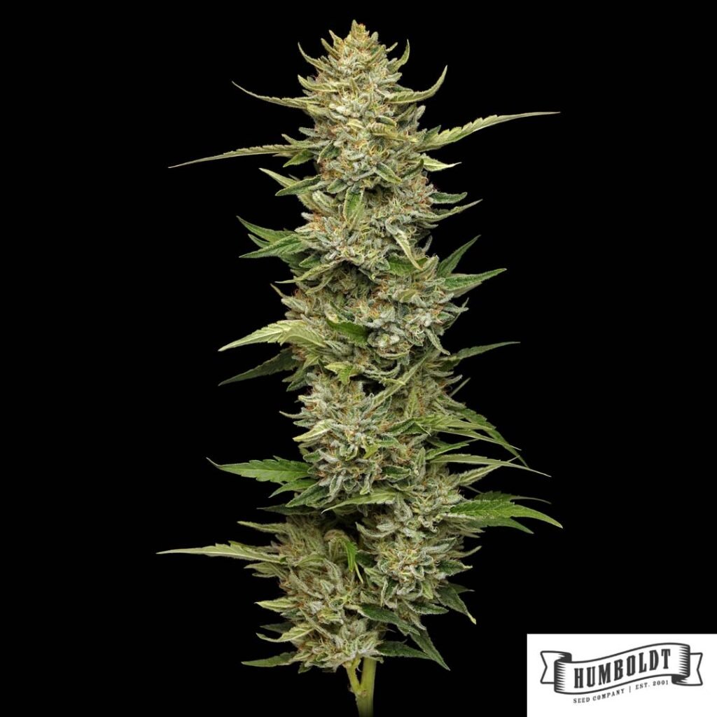California Sour Diesel von Humboldt Seed Company - Cannabis Samen kaufen im Online Shop