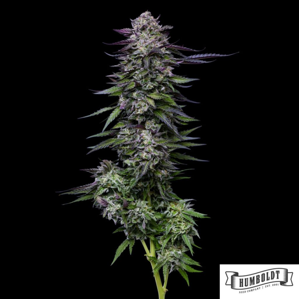 Candy Hustle von Humboldt Seed Company - Cannabis Samen kaufen im Online Shop