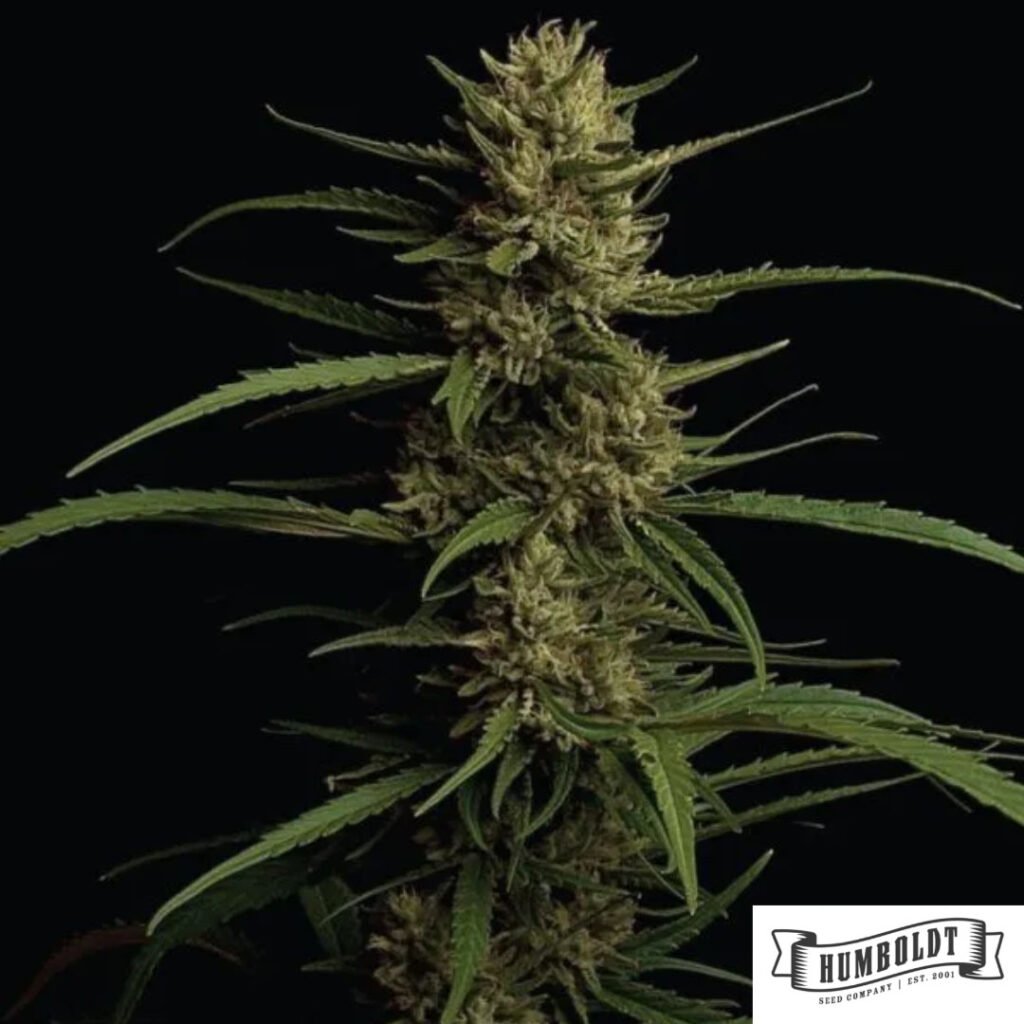 Caribbean Queen von Humboldt Seed Company - Cannabis Samen kaufen im Online Shop
