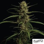 Caribbean Queen von Humboldt Seed Company - Cannabis Samen kaufen im Online Shop