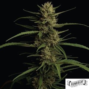 Caribbean Queen von Humboldt Seed Company - Cannabis Samen kaufen im Online Shop