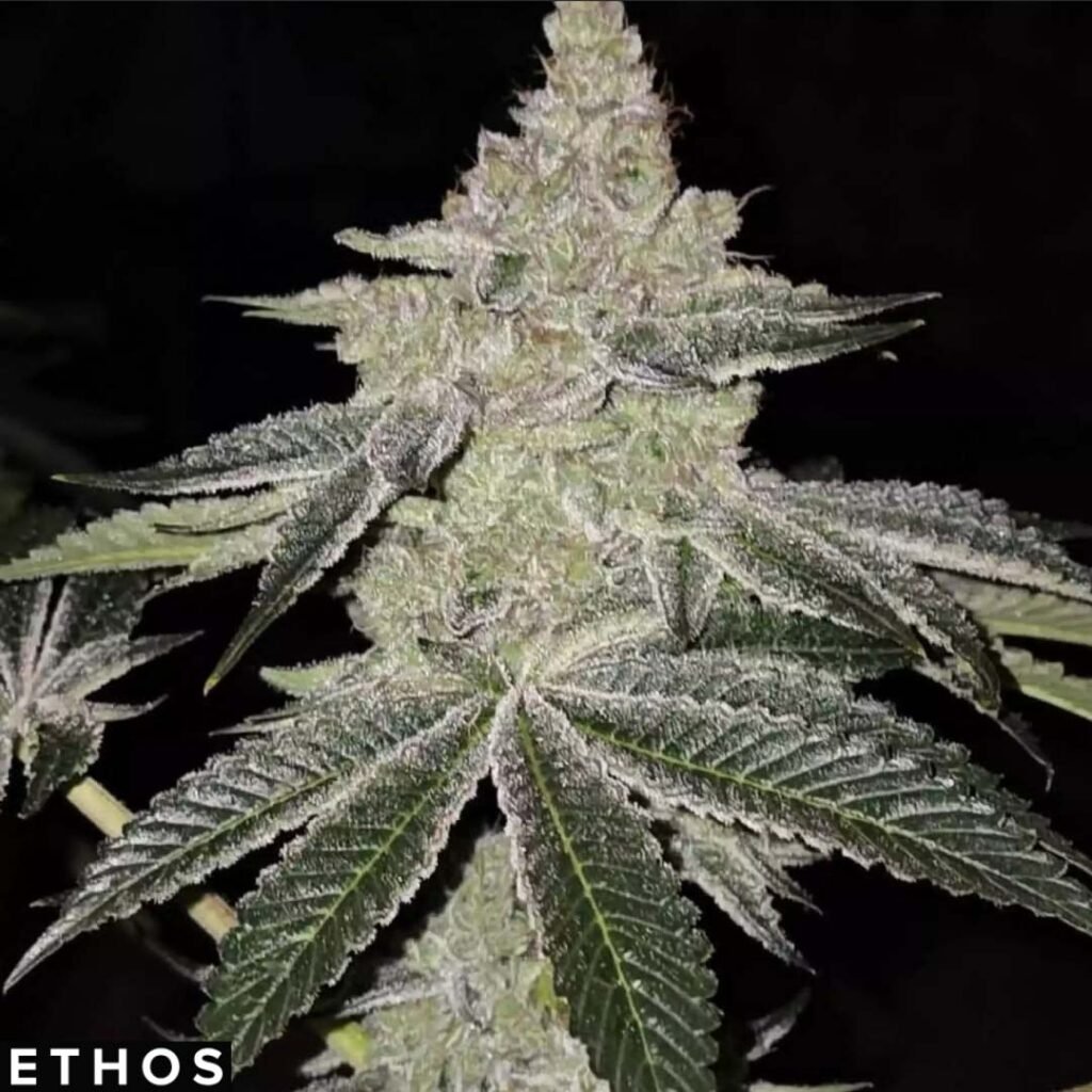 Chama R1 - Ethos Genetics Cannabis Samen kaufen