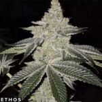 Chama R1 - Ethos Genetics Cannabis Samen kaufen