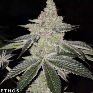 Chama R1 - Ethos Genetics Cannabis Samen kaufen