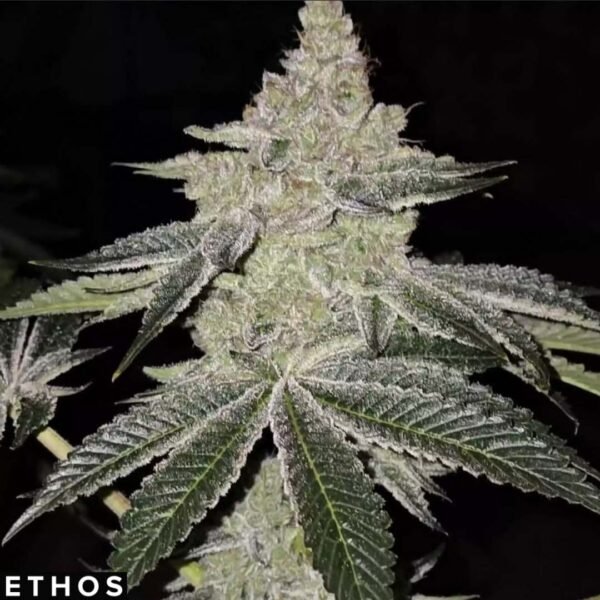 Chama R1 - Ethos Genetics Cannabis Samen kaufen
