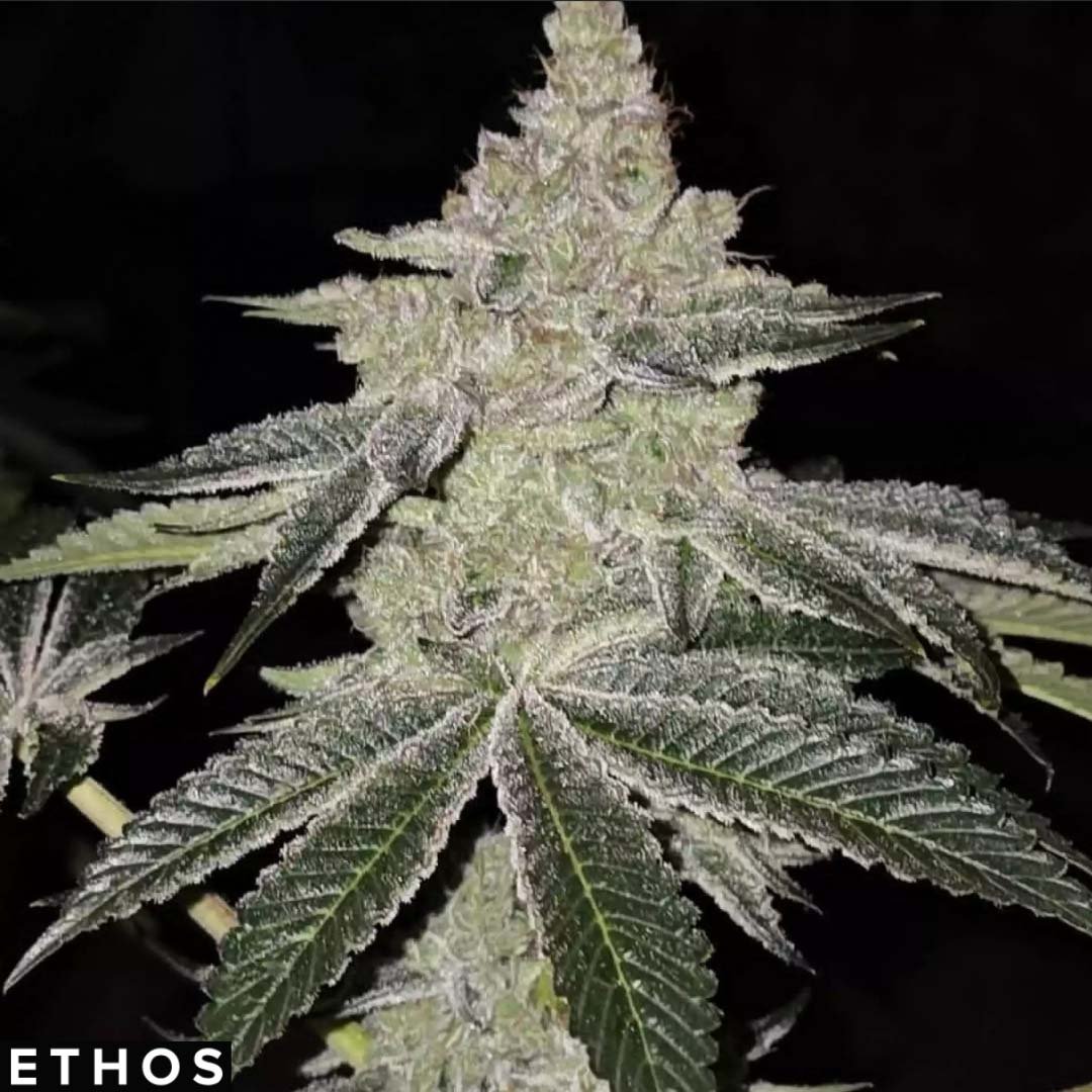 Chama R1 - Ethos Genetics Cannabis Samen kaufen