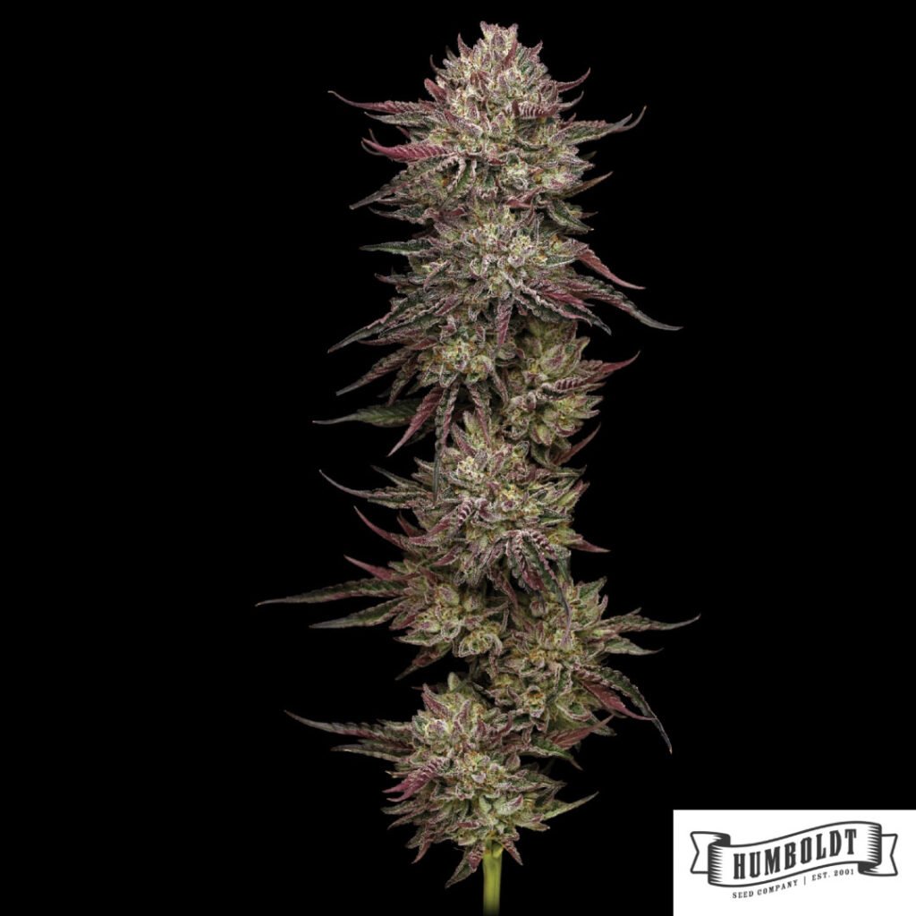 Chick n Wafflez von Humboldt Seed Company - Cannabis Samen kaufen im Online Shop