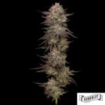Chick n Wafflez von Humboldt Seed Company - Cannabis Samen kaufen im Online Shop