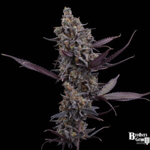 Cinderella Pineapple - Brothers Grimm Seeds kaufen - Produktbild 2